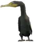 Preview of a_c_cormorant