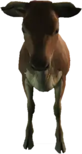 Preview of a_c_cow