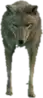 Preview of a_c_coyote
