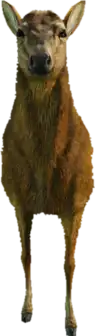 Preview of a_c_deer