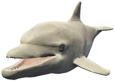 Preview of a_c_dolphin