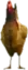Preview of a_c_hen