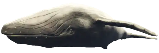 Preview of a_c_humpback