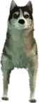 Preview of a_c_husky