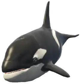 Preview of a_c_killerwhale