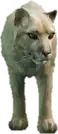 Preview of a_c_mtlion