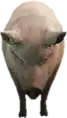 Preview of a_c_pig