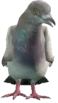 Preview of a_c_pigeon