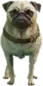 Preview of a_c_pug