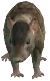 Preview of a_c_rat